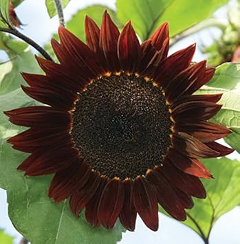 burgundy sunflower flower seeds