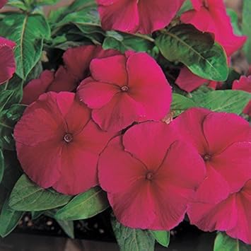 purple vinca flower seeds