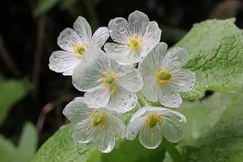 transparent skeleton flower seeds