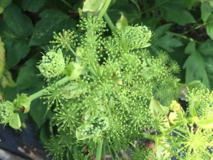 Ashitaba (Angelica Keiskei) Organic Heirloom Garden Seeds | Non-GMO Medicinal Velvet Planting