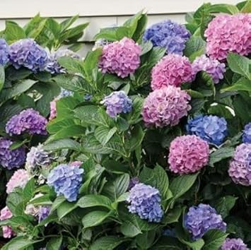 mixed hydrangea flower seeds