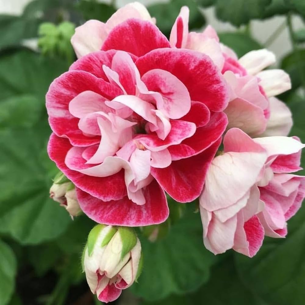 Pink Duftende Geranium Blomsterfrø til udplantning, 100 stk