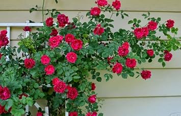 Flower Seeds, Seeds for Planting, Plant Seeds