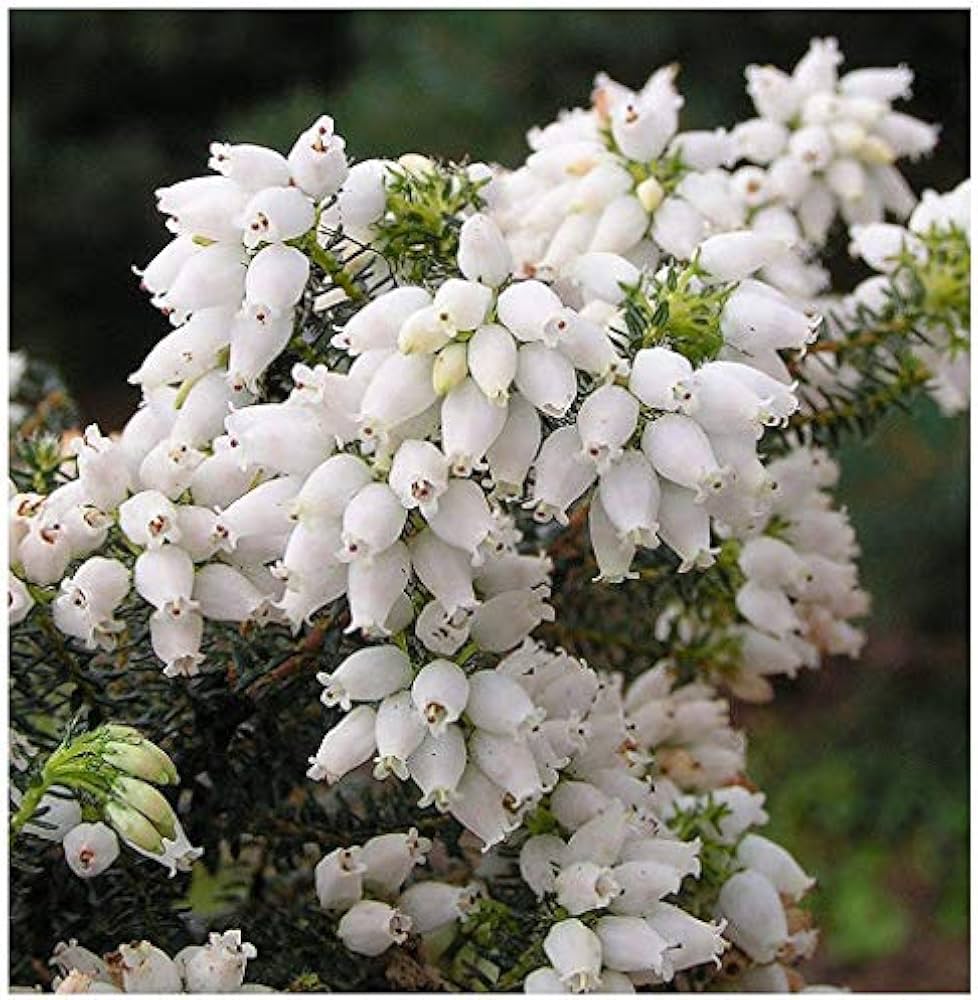 Kinlochruel White Heather Plant Seeds for Planting 100 pcs