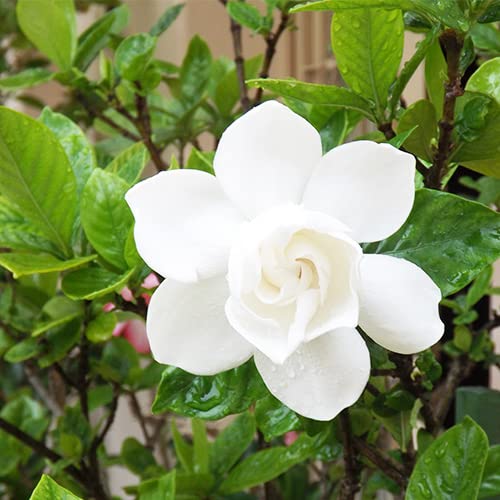 Heirloom Non-GMO Gardenia Flower Seeds for Planting – Fragrant White Evergreen Garden Blooms