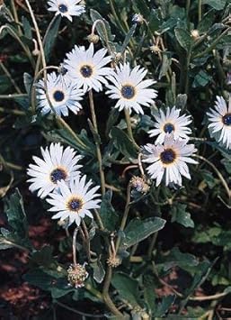 Flower Seeds, Seeds for Planting, Plant Seeds