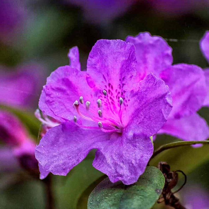 Heirloom Non-GMO Purple Azalea Flower Seeds for Planting – High Germination Vibrant Ornamental Shrub Seeds
