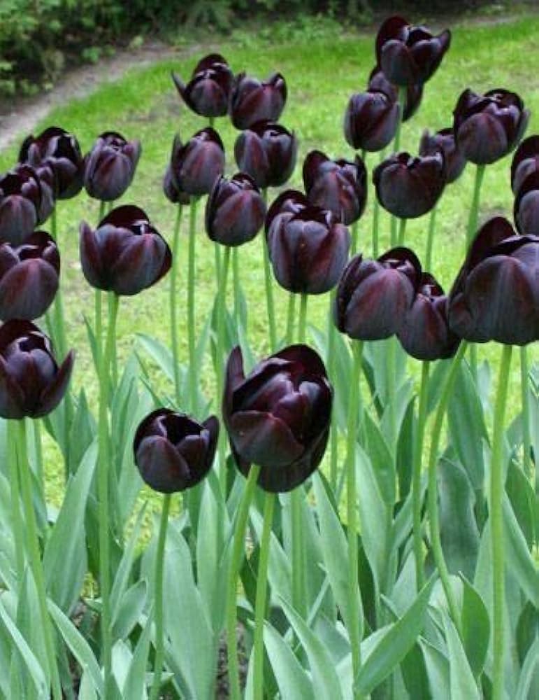 Black Tulip Flower Seeds for Planting - 100 pcs