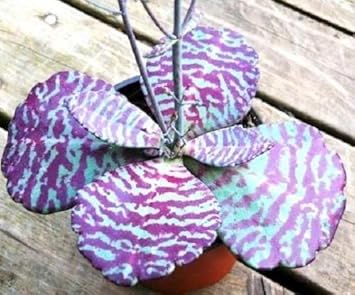 purple white flower seeds