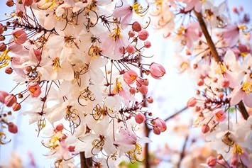 Flower Seeds, Seeds for Planting, Plant Seeds