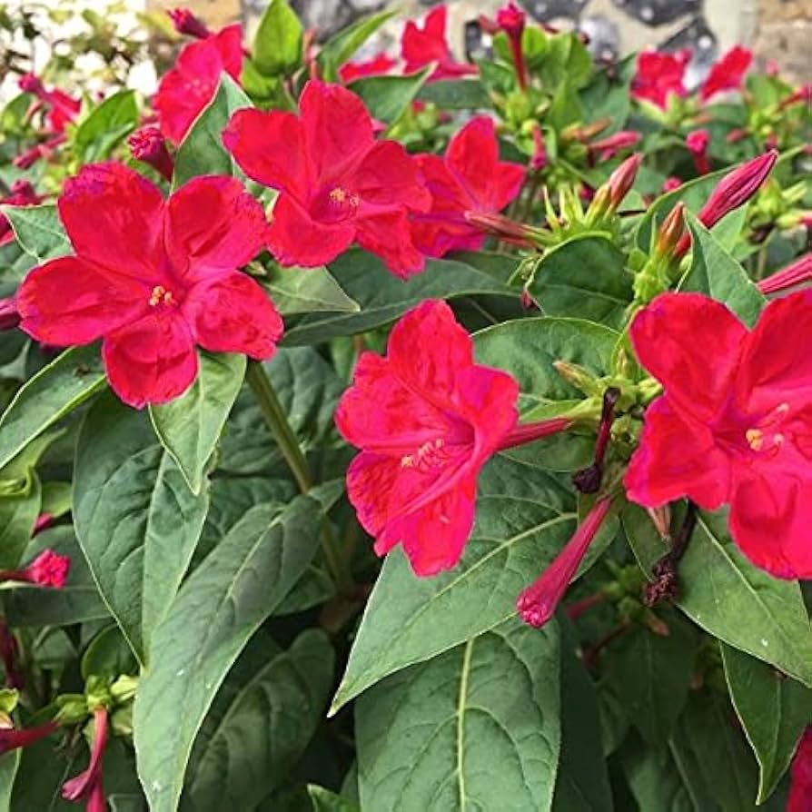 Red Mirabilis Flower Seeds for Garden – Heirloom, Non-GMO, High Germination Seeds for Vibrant Blooms