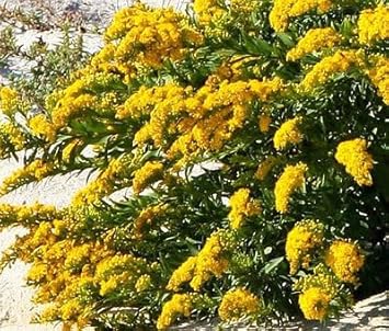 solidago canadensis flower seeds
