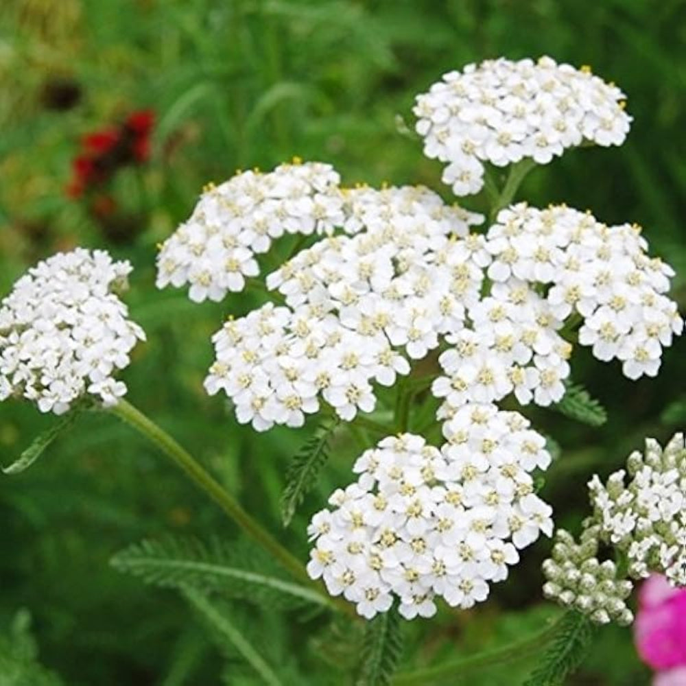 white ptarmica flower seeds
