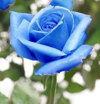 Blue Rose Heirloom Non-GMO Seeds for Garden Planting – Neeraseeds