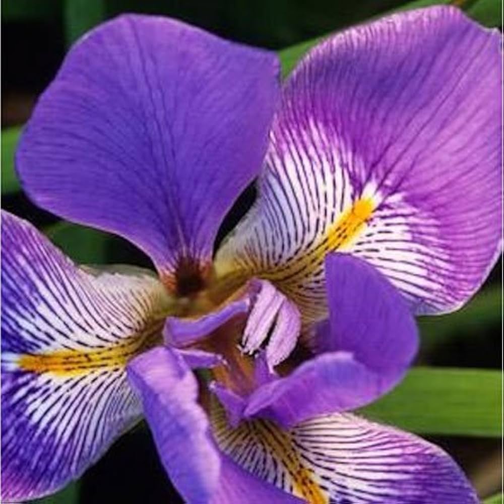 iris iris flower seeds