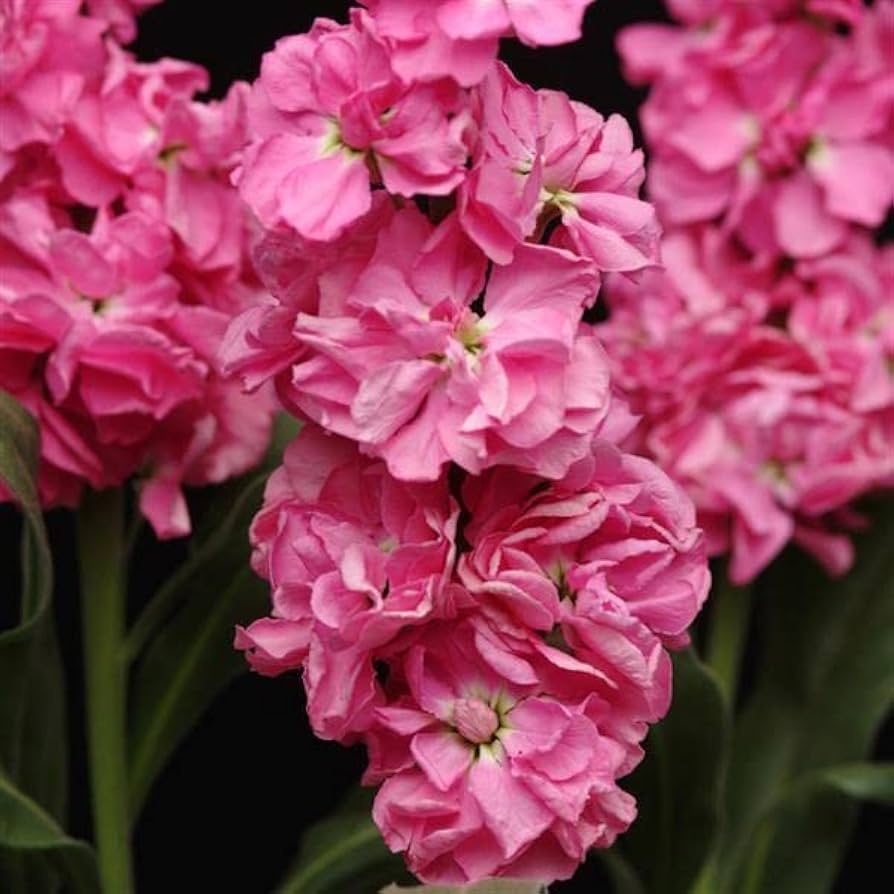 Baby Pink Matthiola Incana frø til plantning 100 stk