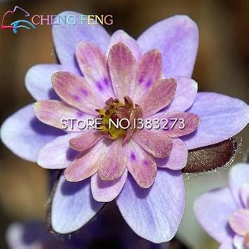 hepatica flower seeds Pink White Hepatica Seeds for Planting – Organic, Heirloom, Non-GMO Fl – Neeraseeds