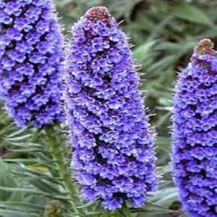 echium fastuosum flower seeds