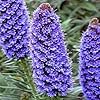purple echium flower seeds