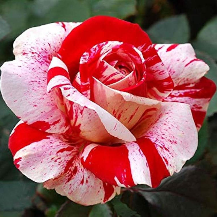rose varieties flower seeds