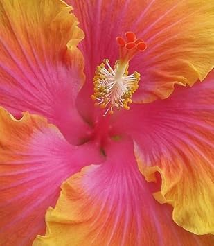 Flower Seeds, Seeds for Planting, Plant Seeds
