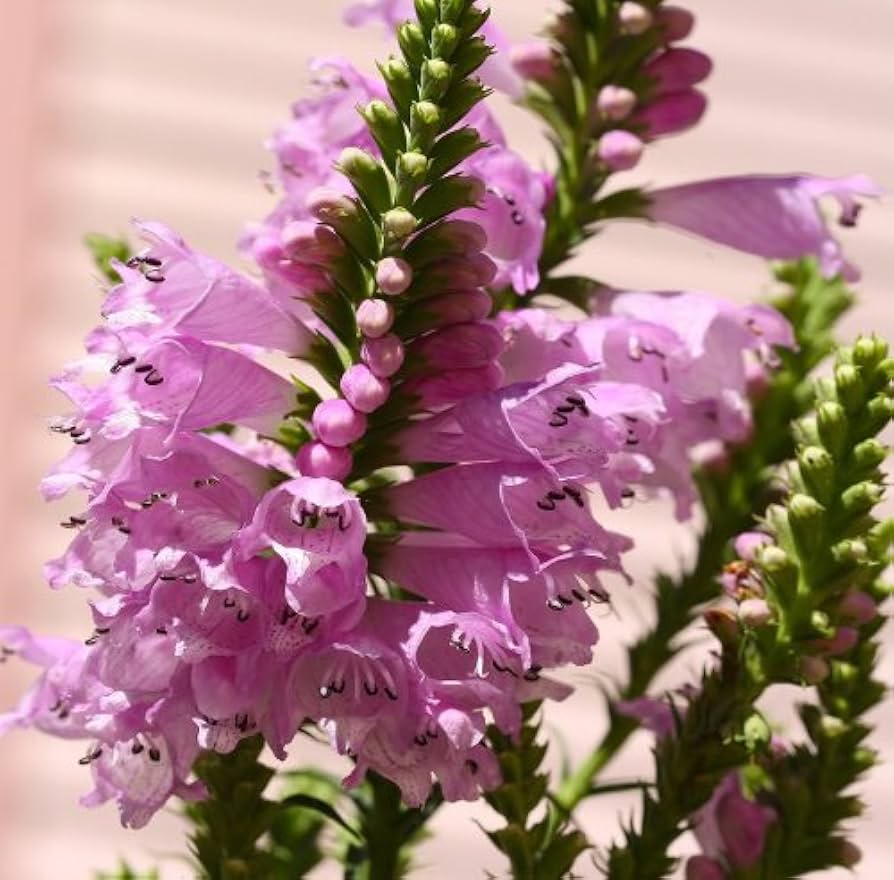pink lion flower seeds