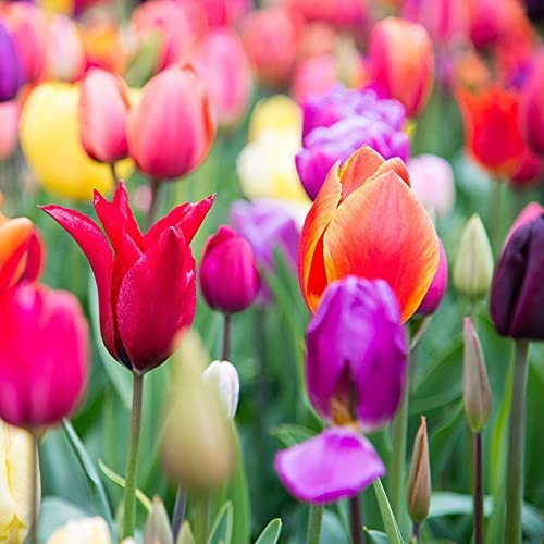 Heirloom Mixed Tulip Flower Seeds for Planting – Non-GMO, Vibrant Colorful Blooms
