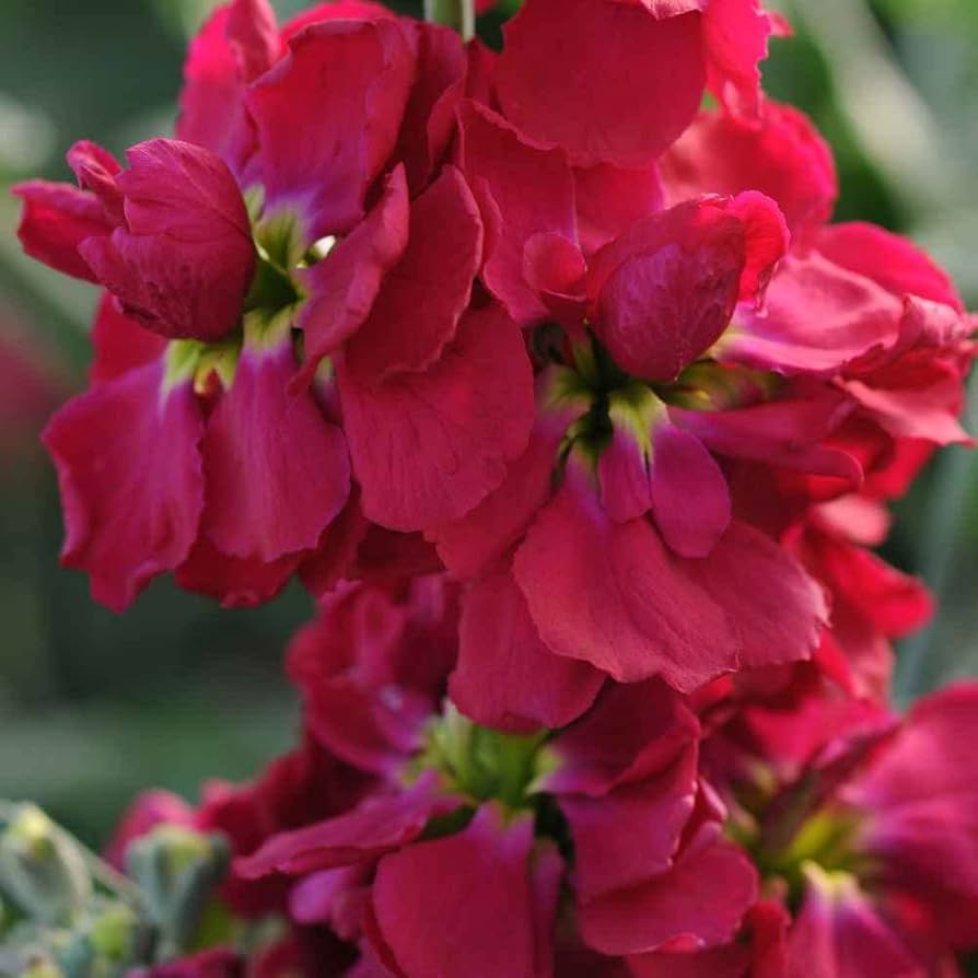 Red Matthiola Flower Seeds for Planting - 100 pcs