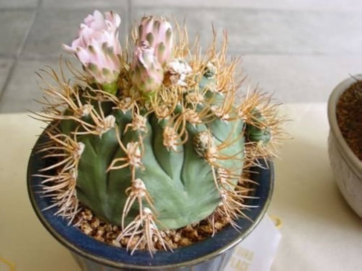 Hvide Gymnocalycium Eurypleurum blomsterfrø til udplantning - 100 stk