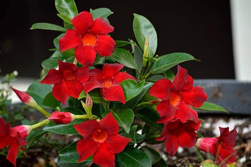 climbing mandevilla flower seeds