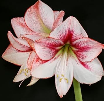 Flower Seeds, Seeds for Planting, Plant Seeds