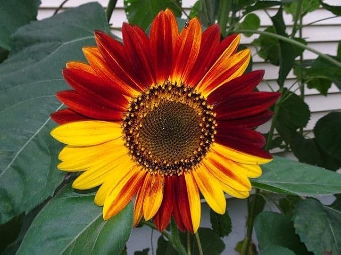 Fresh Sunflower Seeds for Planting, Multi-Coloured 100 pcs