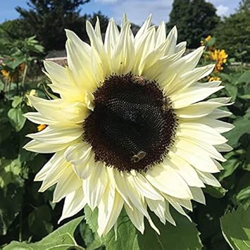 Cream Sunflower Seeds for Planting