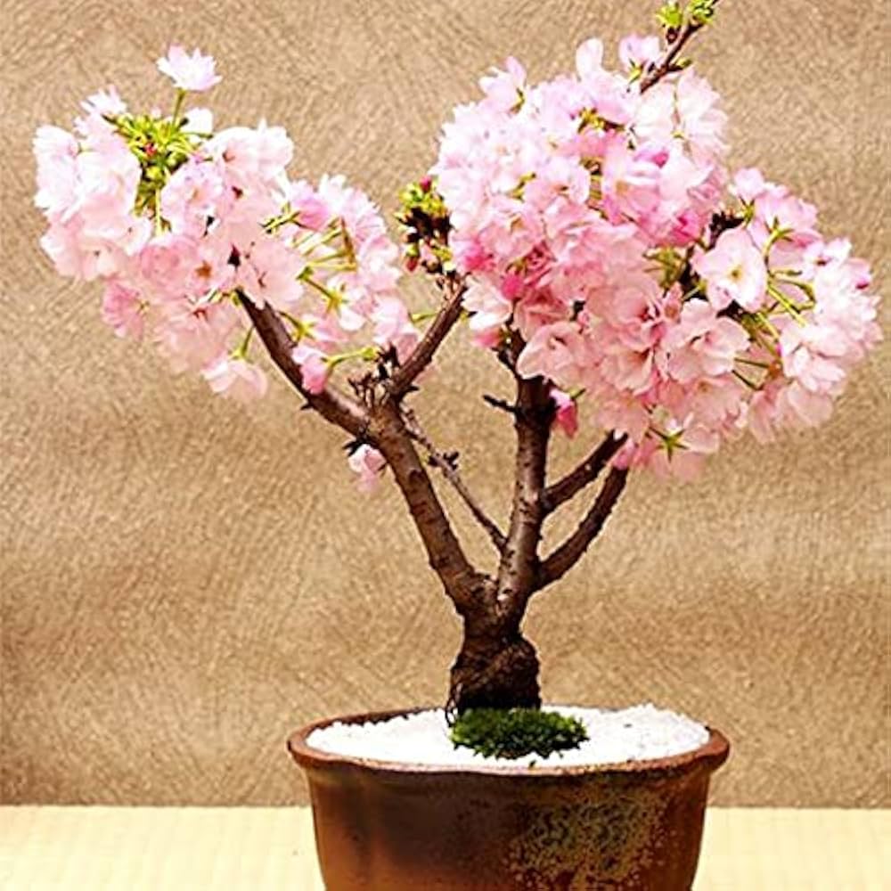 Sakura Cherry Blossom Bonsai Planting In Garden Flower Seeds Home Garden Planting, Exotic