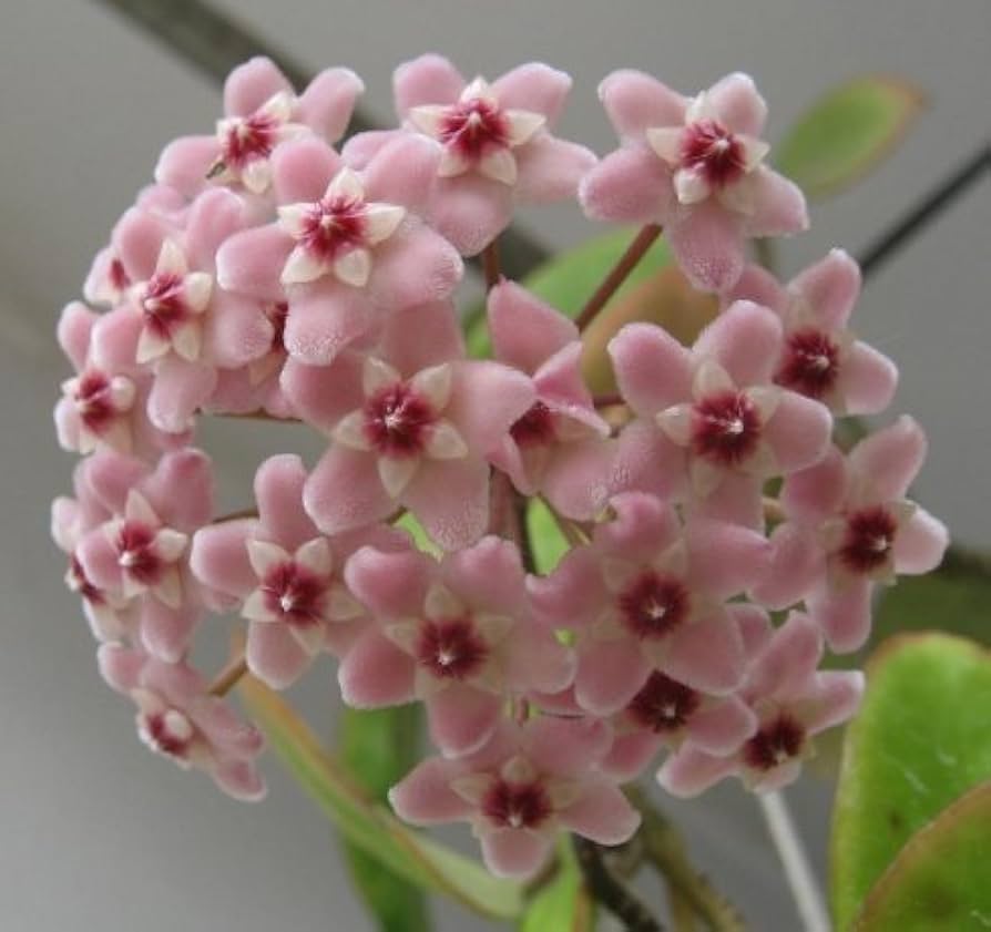 Hoya Carnosa Blomsterfrø til Plantning Pink 100 stk