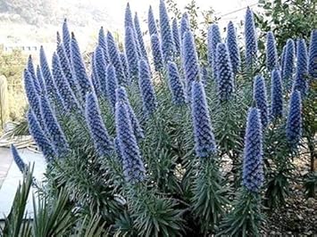 blue fastuosum flower seeds