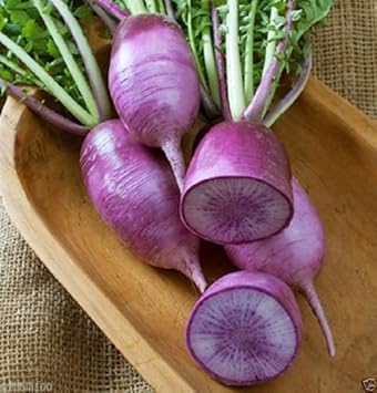Purple Radish Seeds for Planting