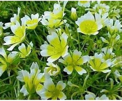 white yellow flower seeds