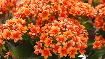 red yellow flower seeds