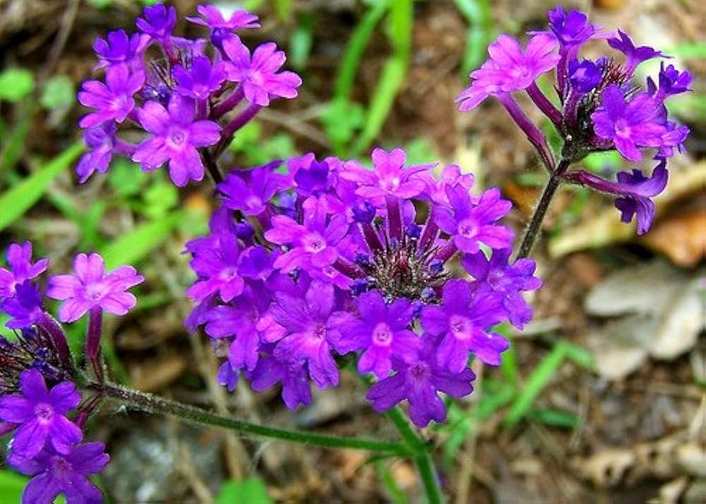 blue hastata flower seeds