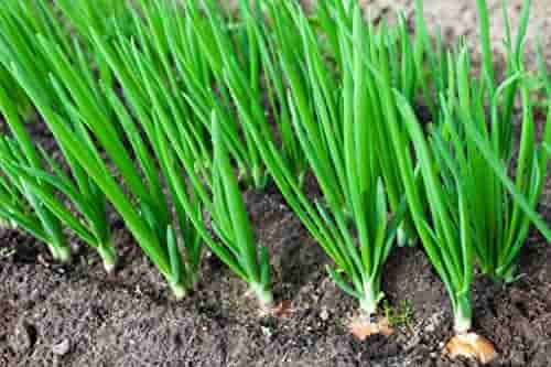 Green Fistulosum or Spring Onion Seeds for Planting heirloom & Non-GMO Seeds