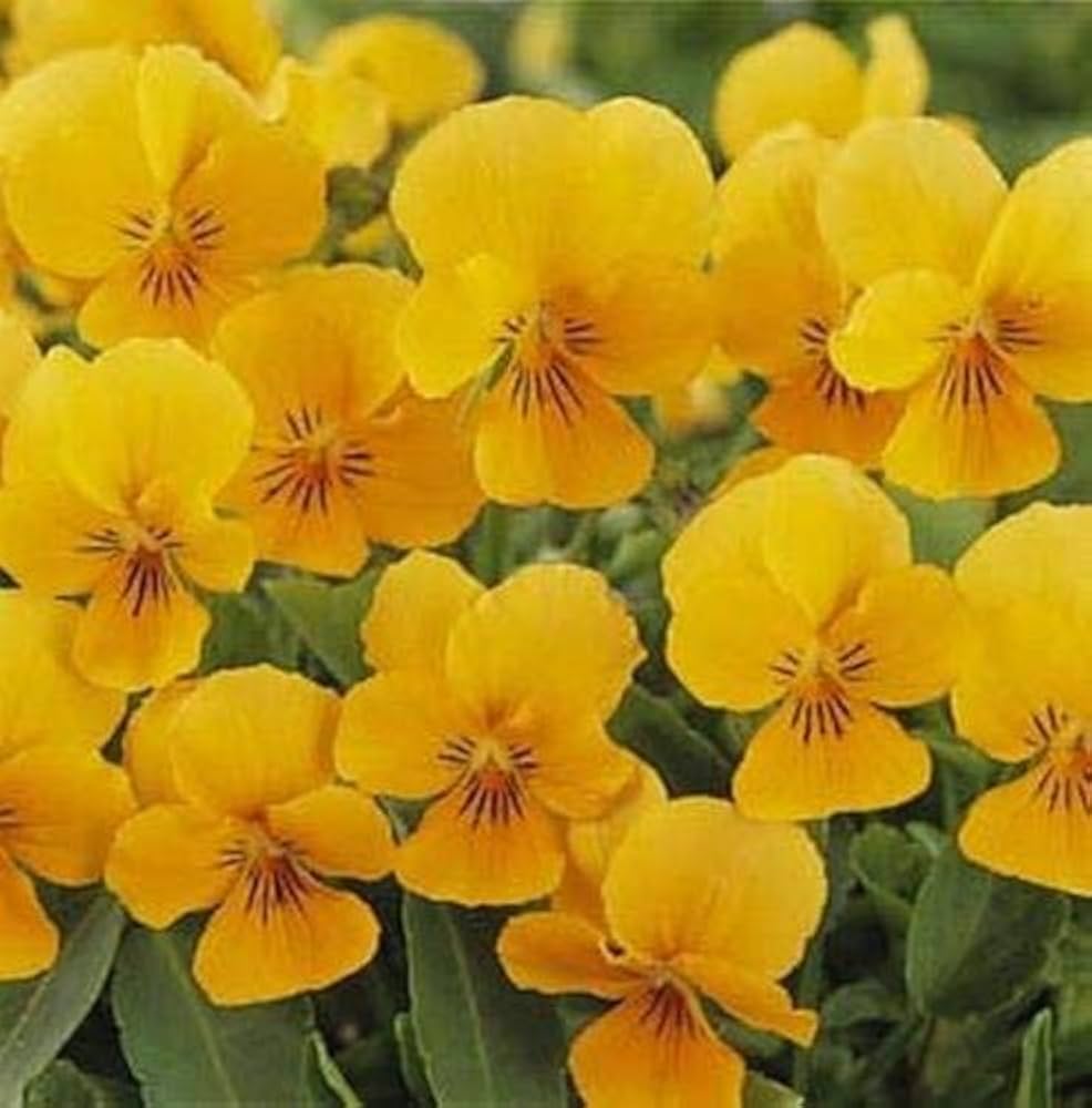 giant organic flower seeds