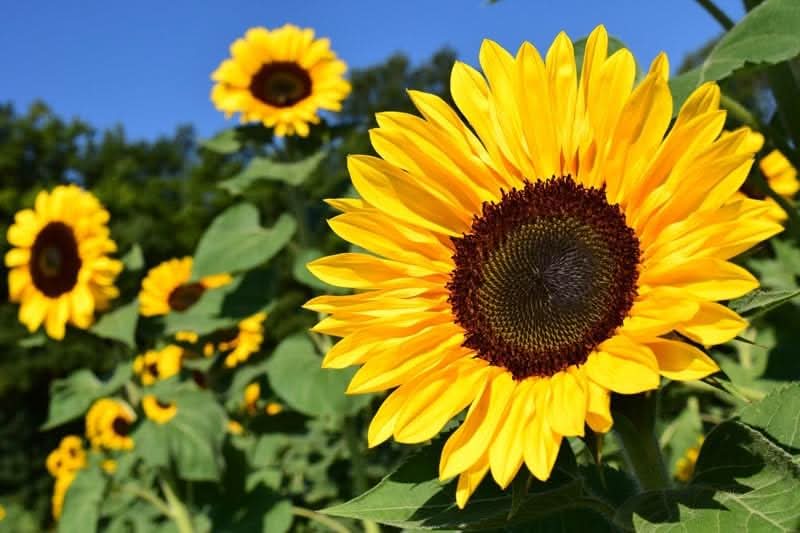 helianthus annuus flower seeds