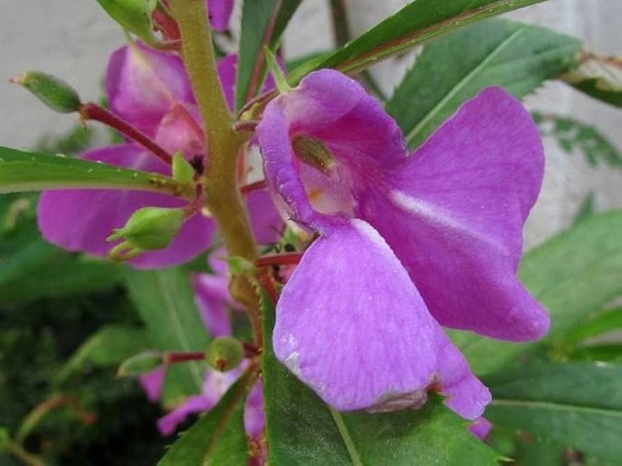 Violet Camellia Flower Seeds – Heirloom, Non-GMO, Perfect for Garden and Pot Planting