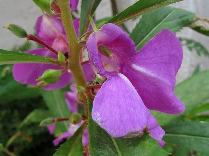 Violet Camellia Flower Seeds – Heirloom, Non-GMO, Perfect for Garden and Pot Planting