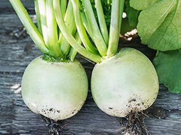 Heirloom Radish Vegetable Seeds for Planting