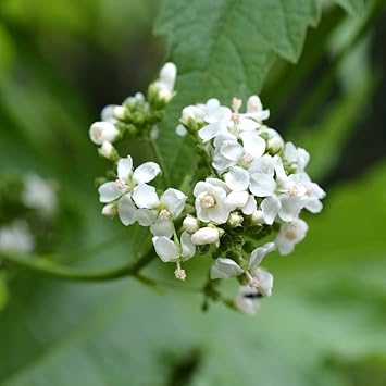 glade mallow flower seeds