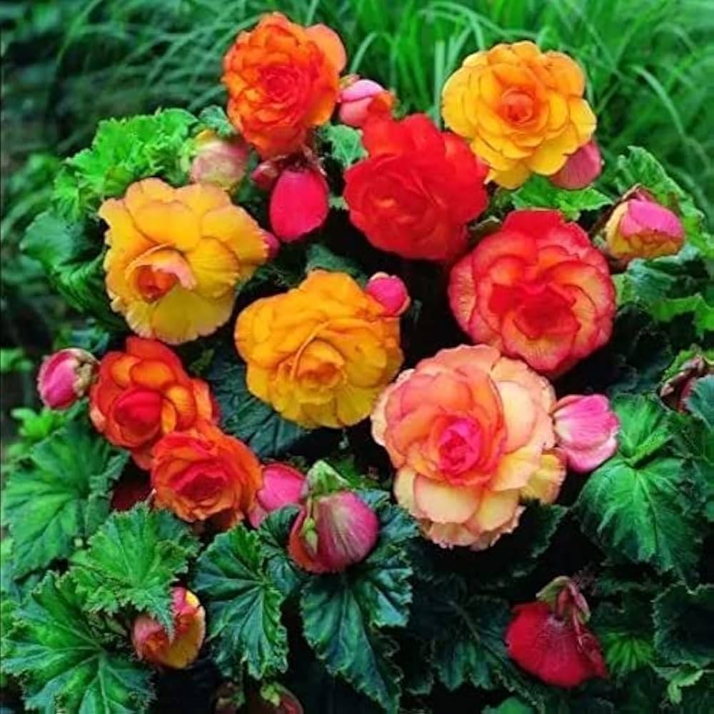 begonia mixed flower seeds