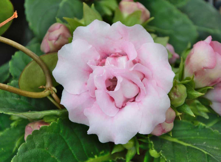 Light Pink Gloxinia Flower Seeds for Planting - 100 pcs