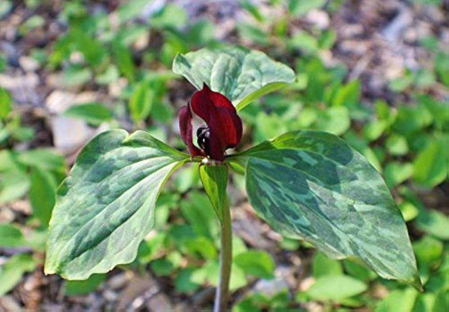 Green Trillium Plant Seeds for Planting - 100 pcs